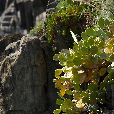 Agave Riomaggiore