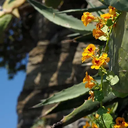 Agave Maison d'hôtes *